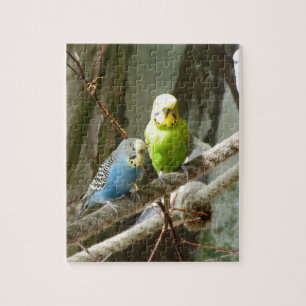 Budgie fågel pussel