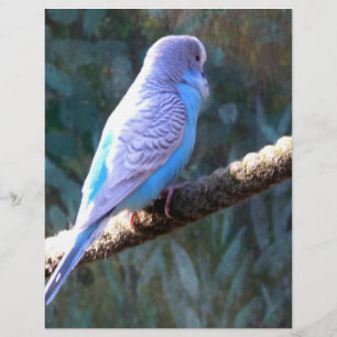 Budgie fågel reklamblad