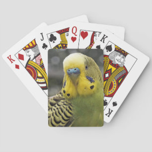 Budgie fågel spel kort