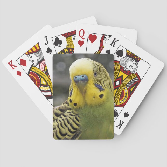 Budgie fågel spel kort (Baksidan)
