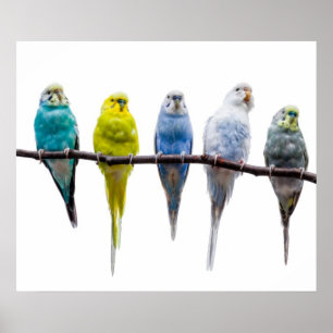 Budgie fåglar poster