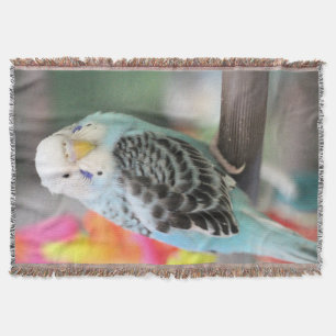 Budgie Filt