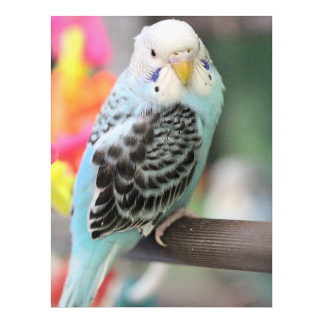 Budgie Fototryck (Framsidan)