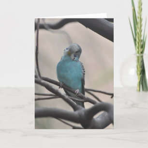Budgie frågar om dig - framskjutet bildkort kort