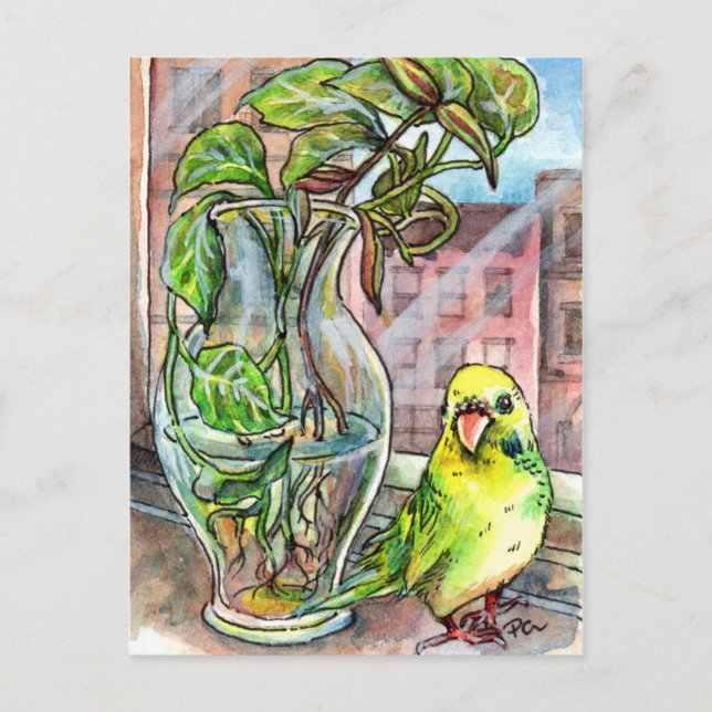 Budgie från fönstret vykort (Framsida)