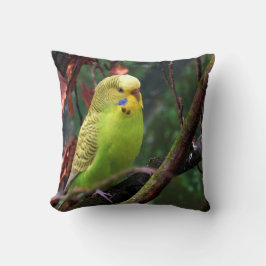 Budgie Kudde