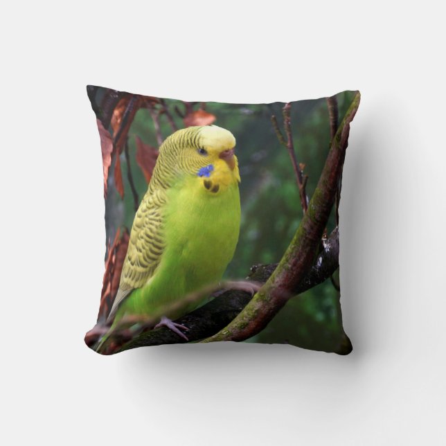Budgie Kudde (Framsida)