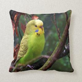 Budgie Kudde