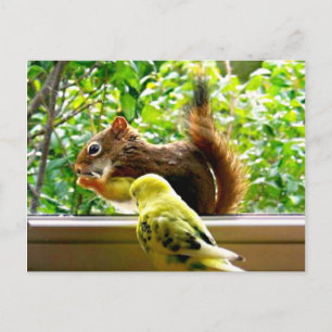 Budgie och Red Squirrel Vykort