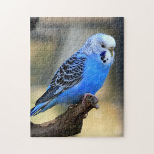 Budgie Pussel