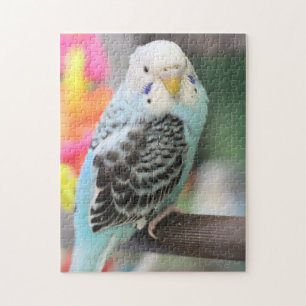 Budgie Pussel