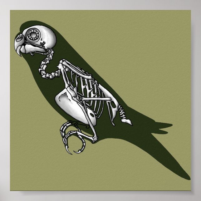 Budgie skeleton poster (Framsidan)