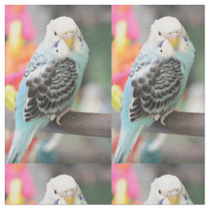Budgie Tyg