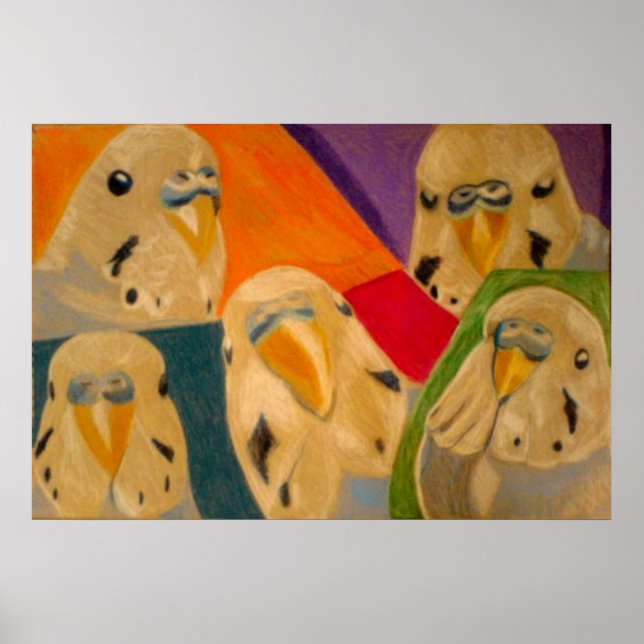 Budgie Undulat Affisch (Framsidan)