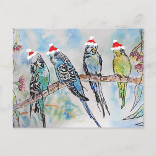 Budgie Vattenfärg Målarfågel Budgies Jul Vykort