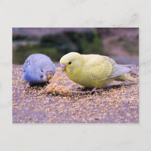 Budgie Vykort