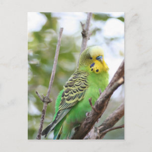 budgie vykort