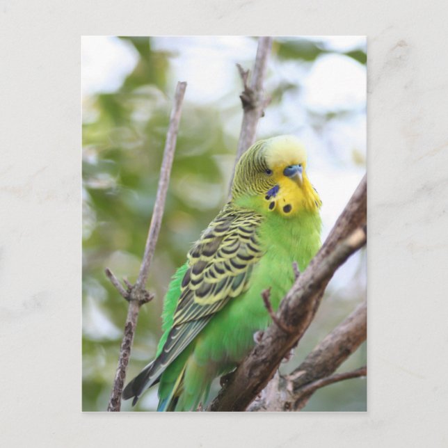 budgie vykort (Framsida)