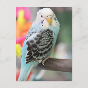 Budgie Vykort