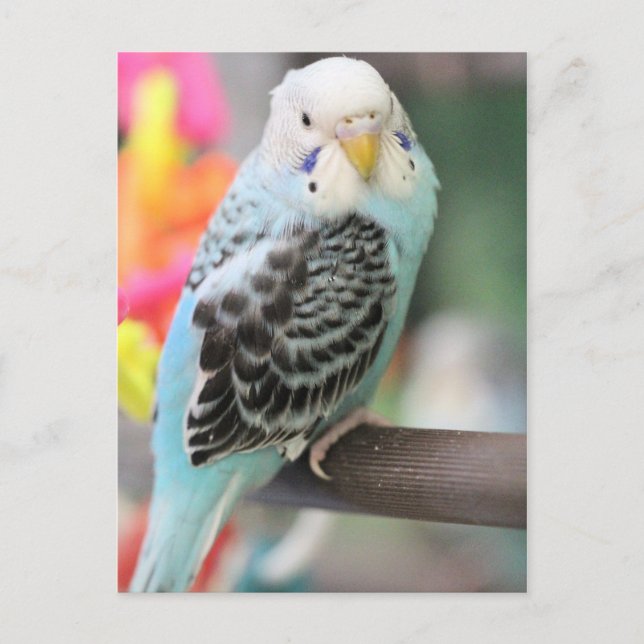 Budgie Vykort (Framsida)