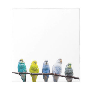 Budgies Anteckningsblock