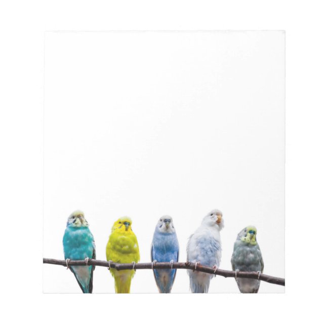 Budgies Anteckningsblock (Framsida)