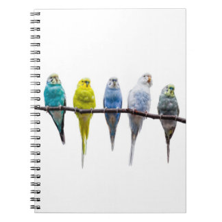 Budgies Anteckningsbok Med Spiral