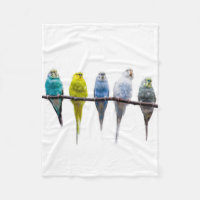 Budgies