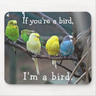Budgies för parakiter för musmatta