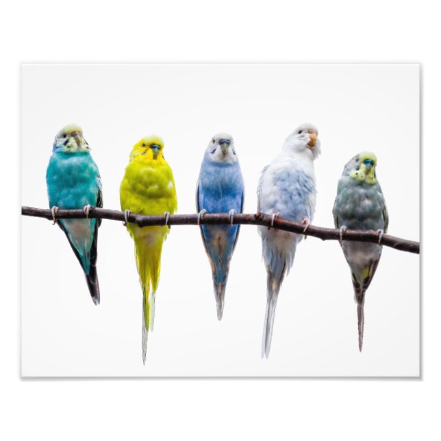 Budgies Fototryck (Framsidan)
