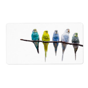 Budgies Fraktsedel