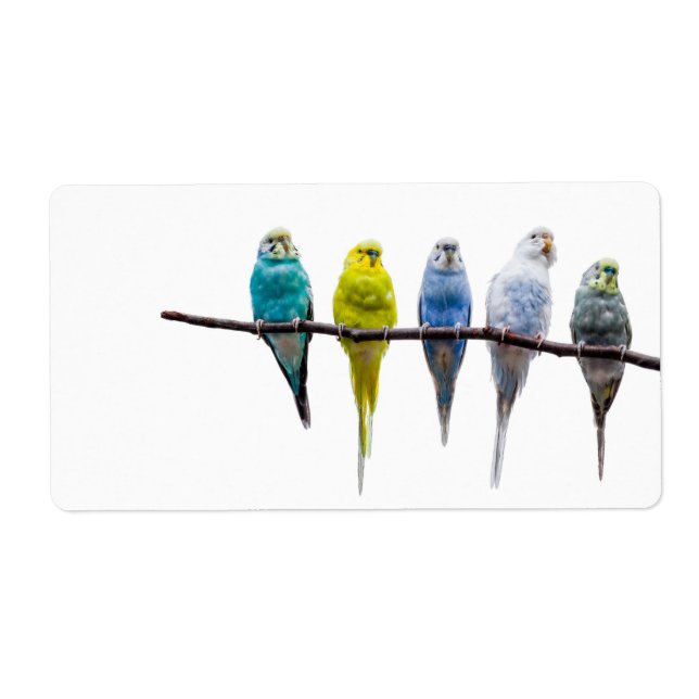 Budgies Fraktsedel (Framsidan)