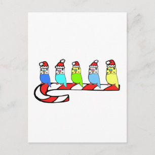 Budgies - jul helg vykort