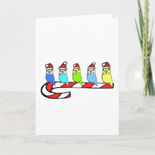 Budgies - jul helgkort