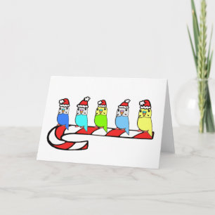 Budgies - jul helgkort