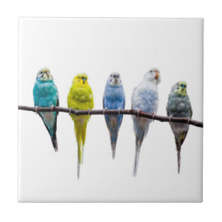 Budgies Kakelplatta