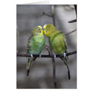 Budgies klumpiga par hälsningskort