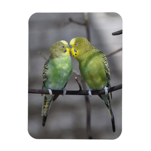 Budgies klumpiga par magnet (Vertikal)