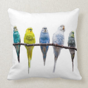 Budgies Kudde