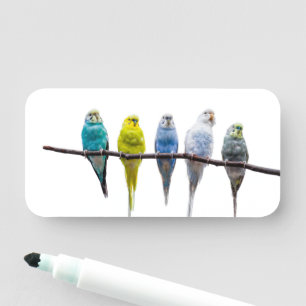 Budgies Namnbricka