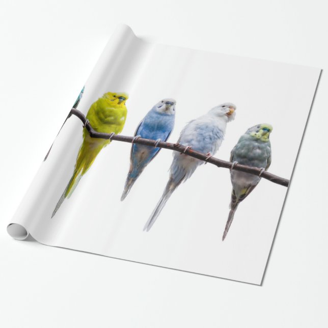 Budgies Presentpapper (Utrullad)