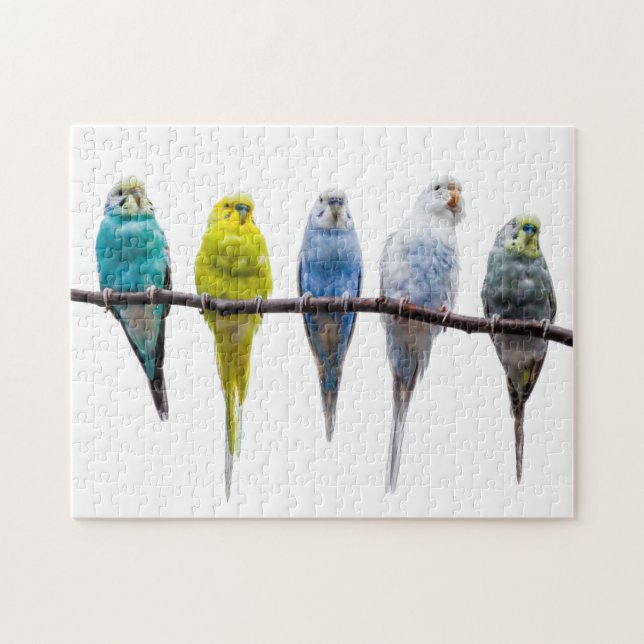 Budgies Pussel (Horisontell)