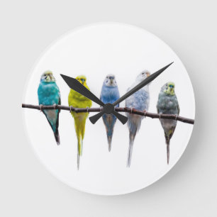 Budgies Rund Klocka