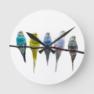 Budgies Rund Klocka