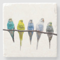 Budgies