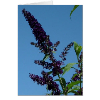 budlia 001 hälsningskort