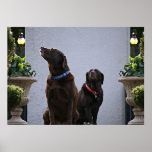 "Buds", Chocolate Labs Poster