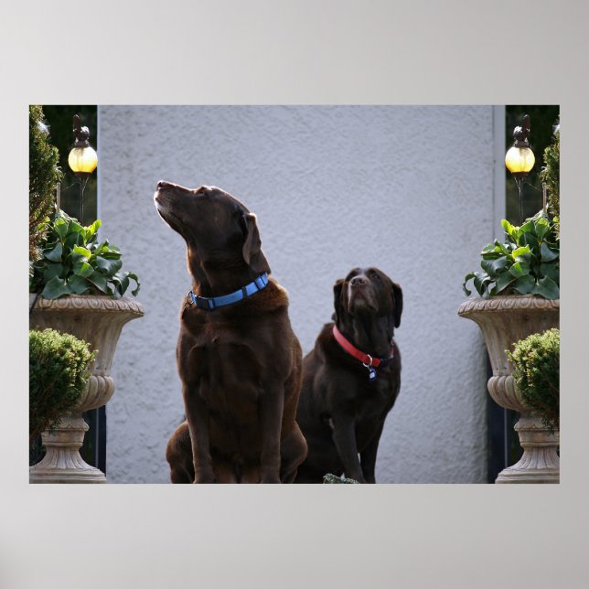 "Buds", Chocolate Labs Poster (Framsidan)