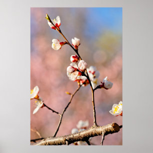 Buds of Japansk Apricot Flowers Poster