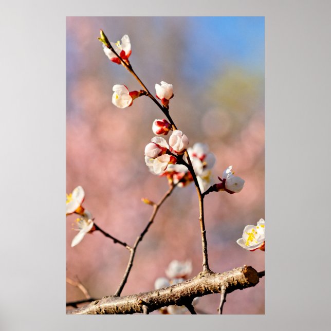 Buds of Japansk Apricot Flowers Poster (Framsidan)